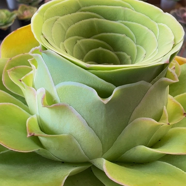 兜*❣精品帕系山地玫瑰