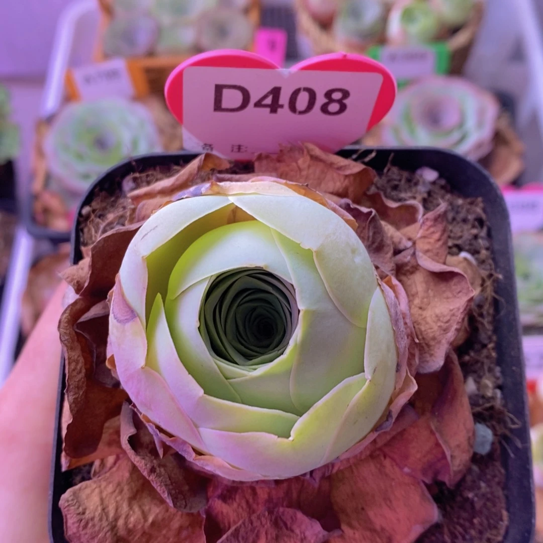 山地玫瑰一物一拍D408 裸根发