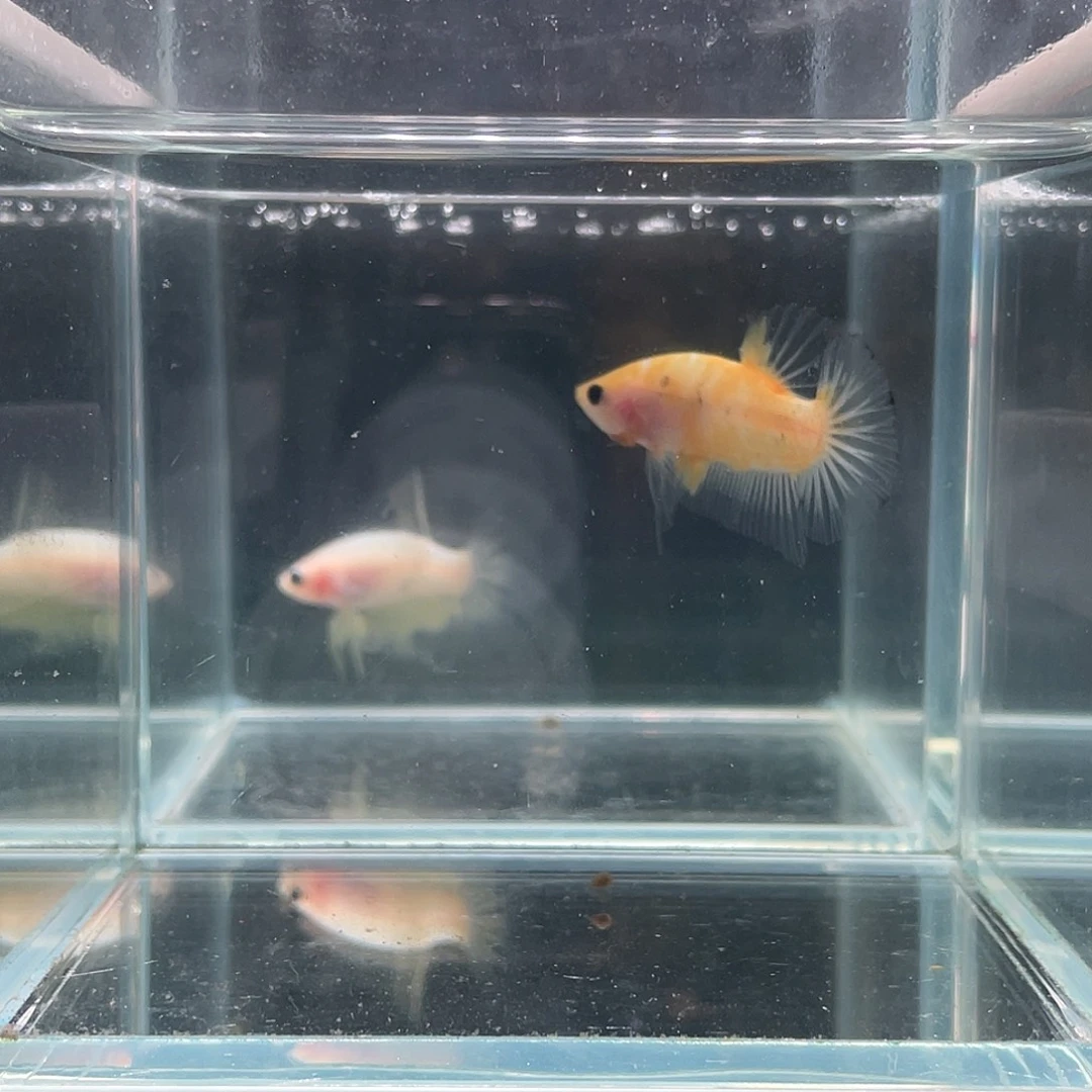 斗鱼印尼进口斗鱼黄色koi