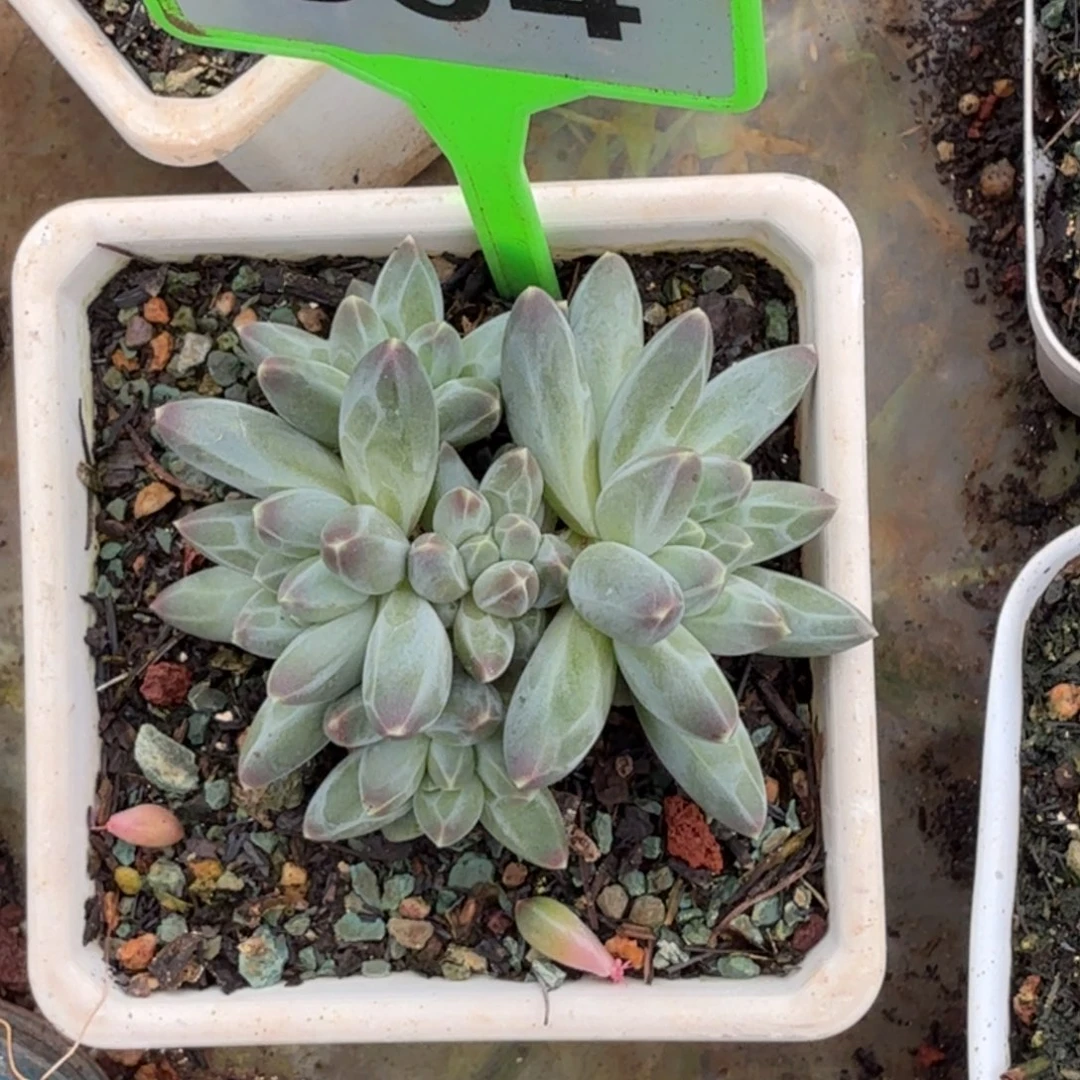 伊卡鲁斯多肉植物604
