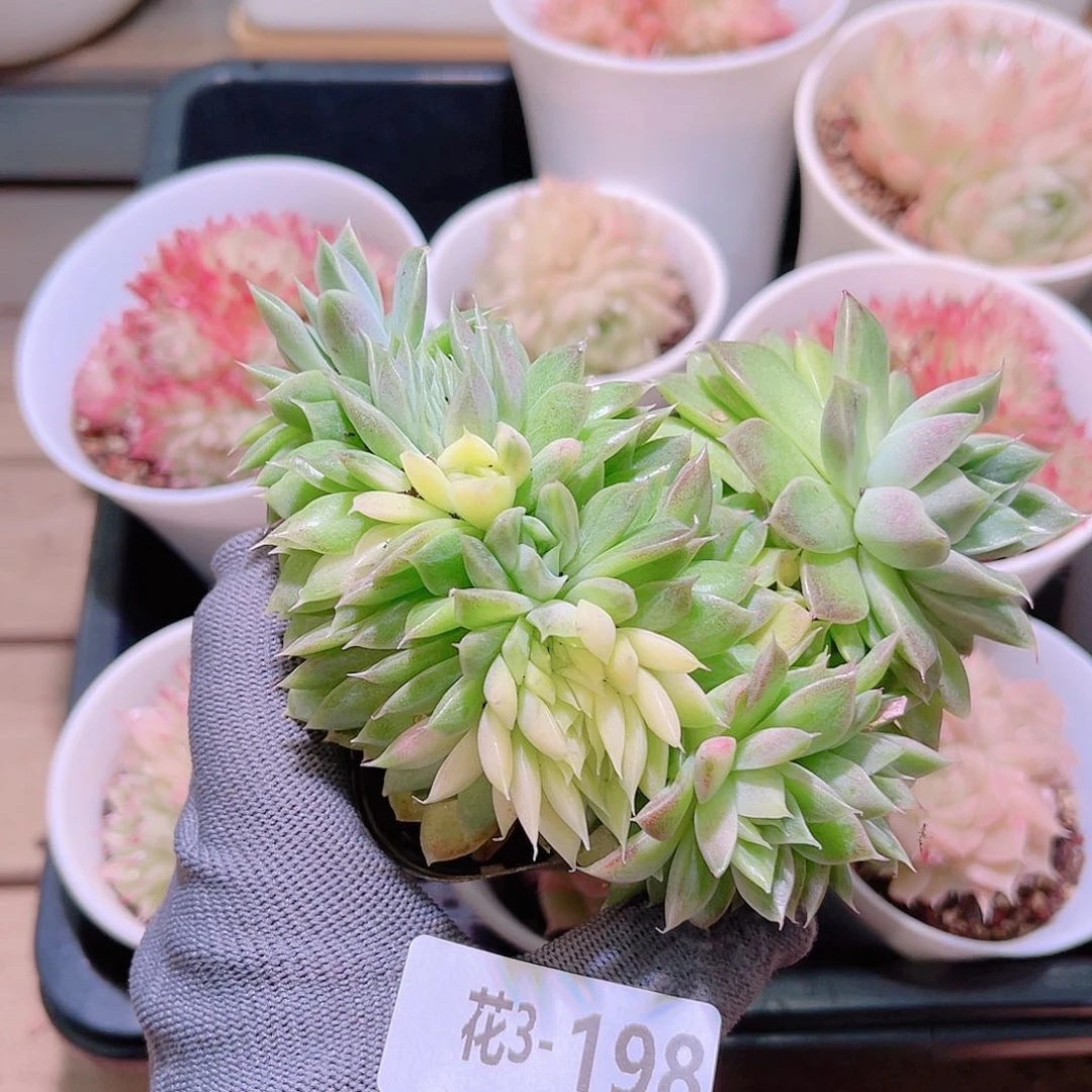 花03-198麦秆缀化锦