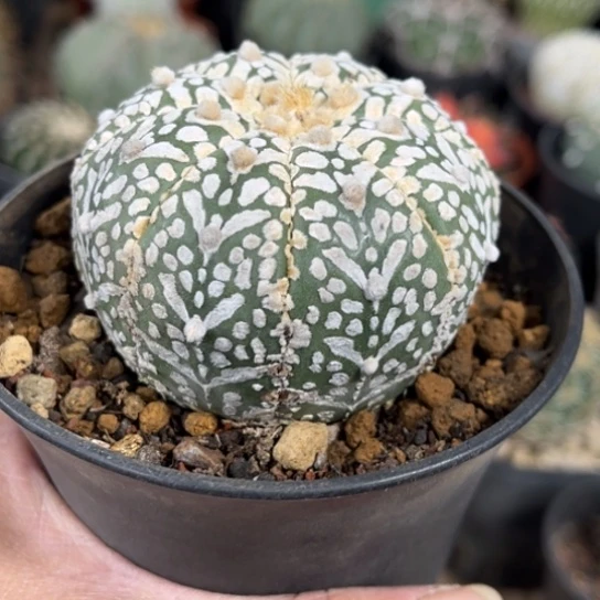 当前无花栽培后可以开花实生精品V兜