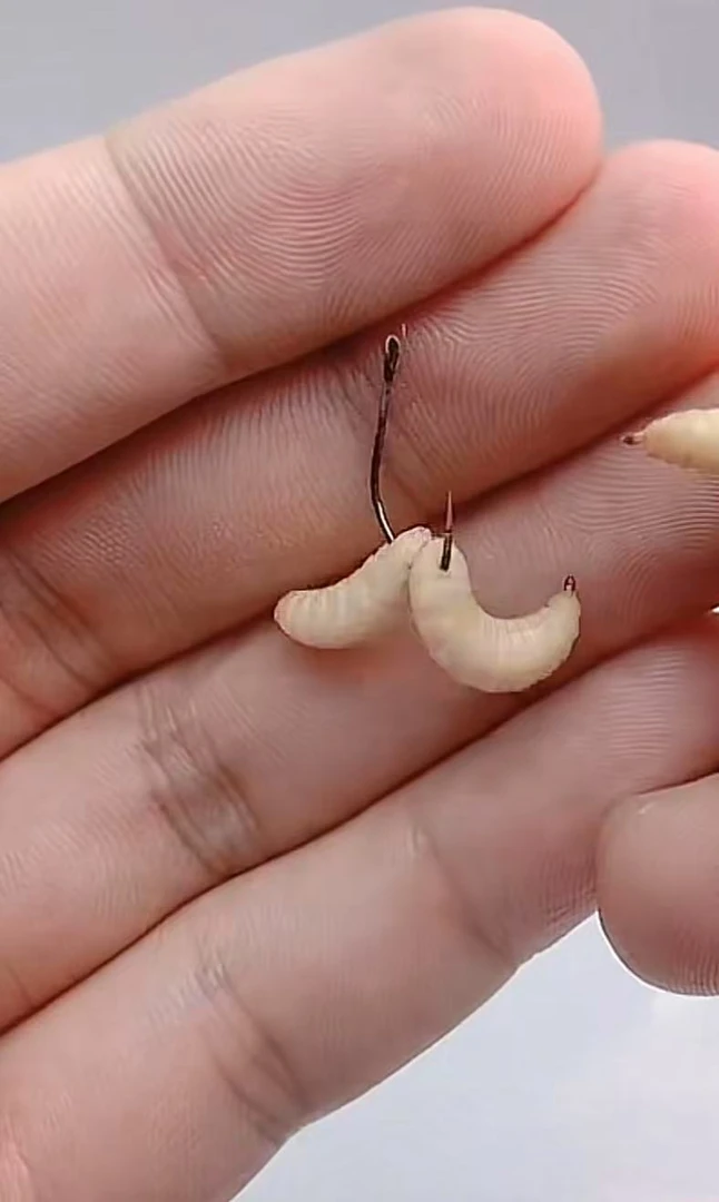 活白虫百米诱鱼野钓通杀