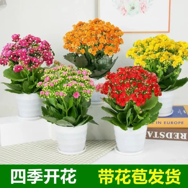 带花苞发货特大重瓣长寿花绿植花卉基地110盆