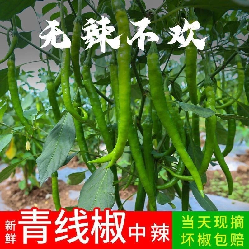 新鲜现采青线椒二荆条薄皮青辣椒蔬菜中辣辣椒香辣青椒农家自种