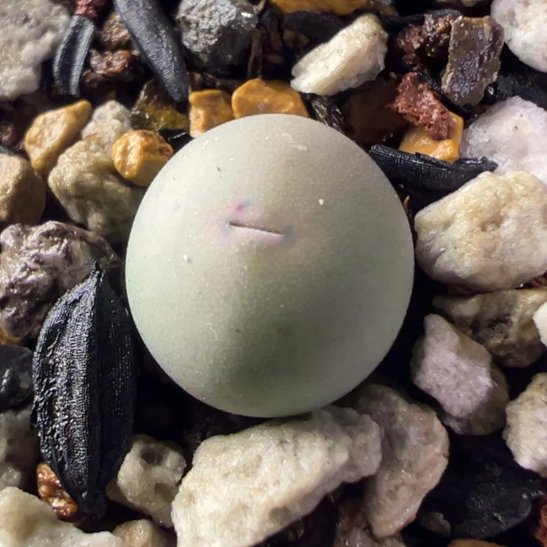 160，v嘴小苗一物一拍