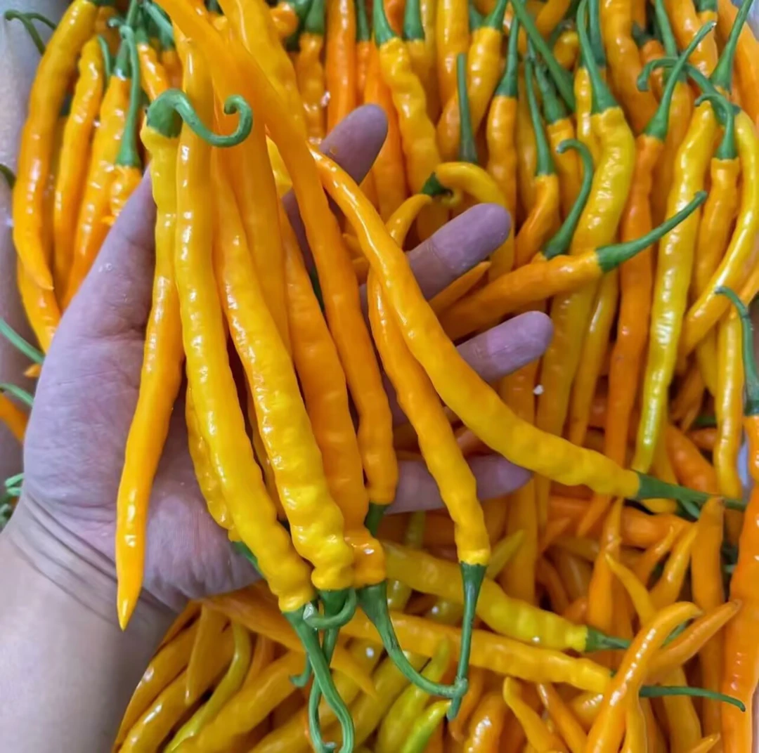 湖南黄辣椒新鲜现摘黄贡椒湘菜特色食材批发种植产地直发特香微辣