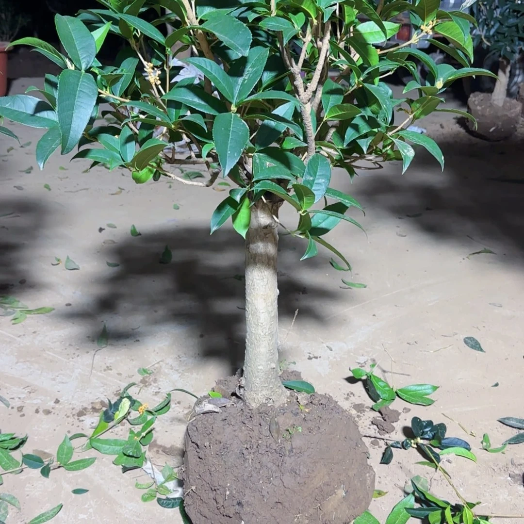 新***]无花朵桂花。四季桂系列