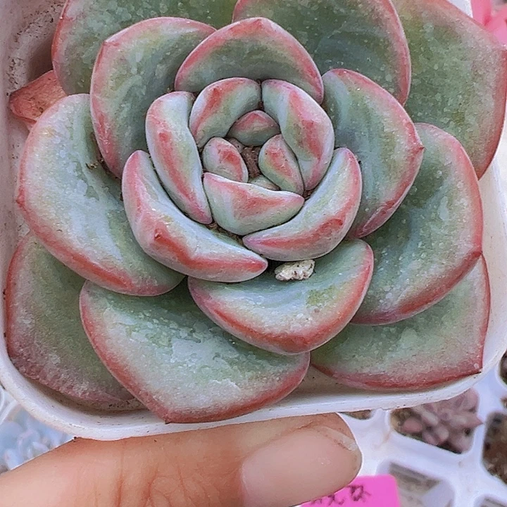奶油泡芙19包邮多肉