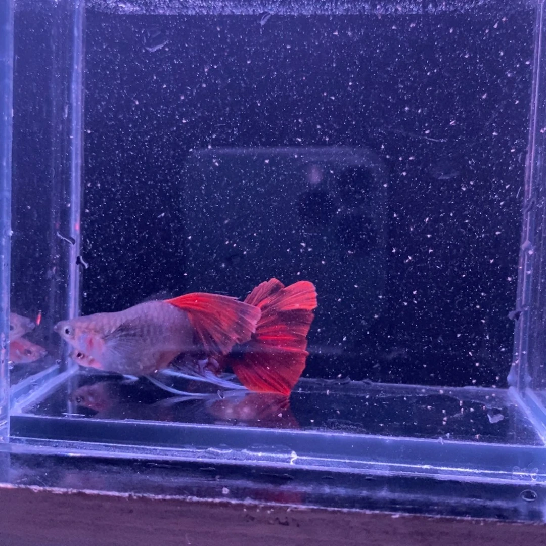 孔雀鱼菊花帆一对