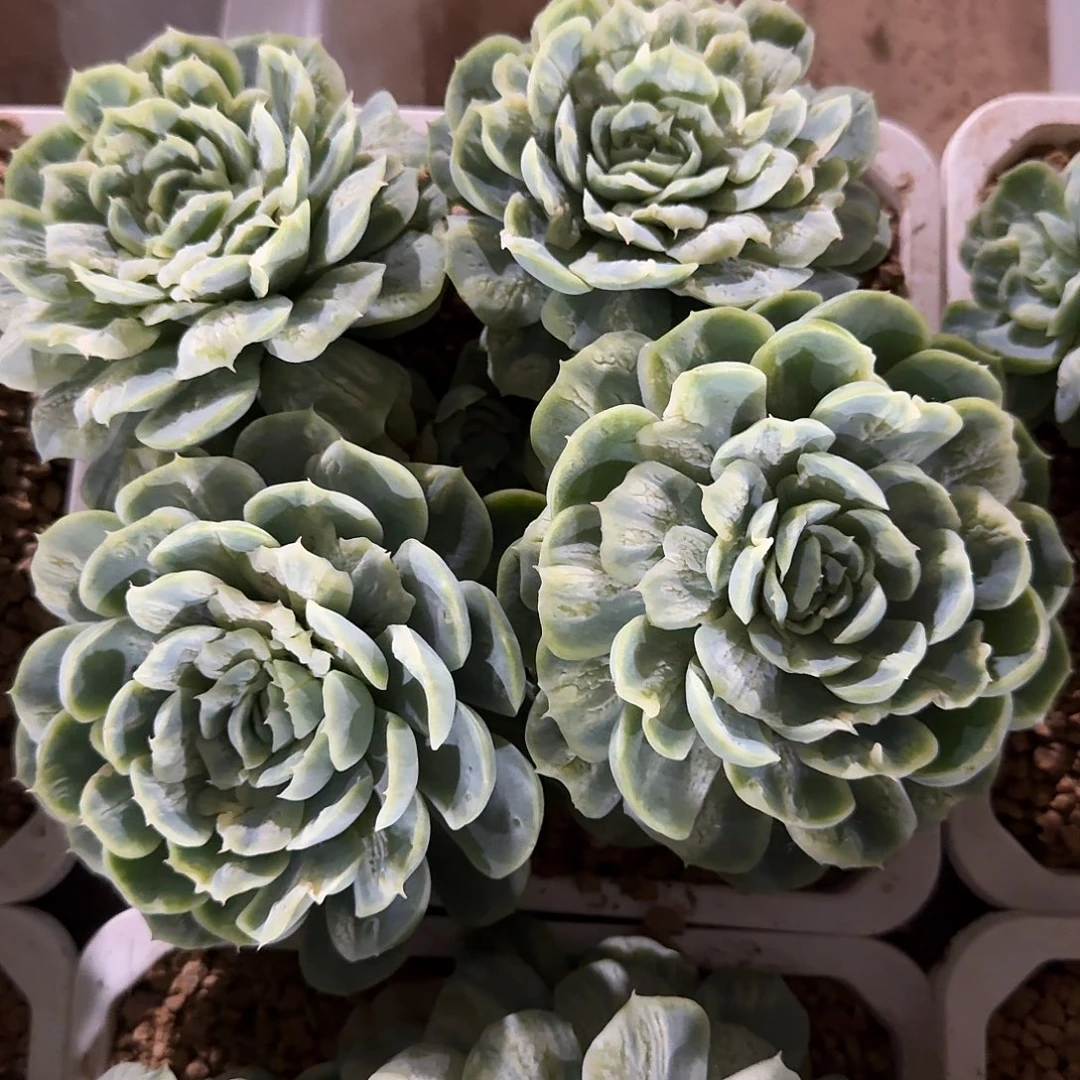 曦***8泡泡纱裙多肉植物链接