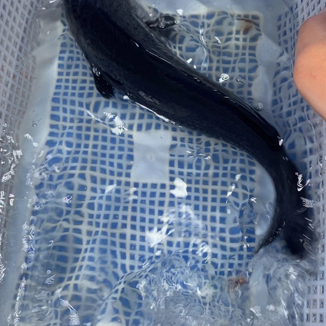 锦鲤冷水锦鲤包邮