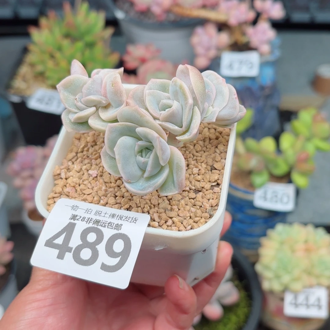 可爱玫瑰缀无盆土发货