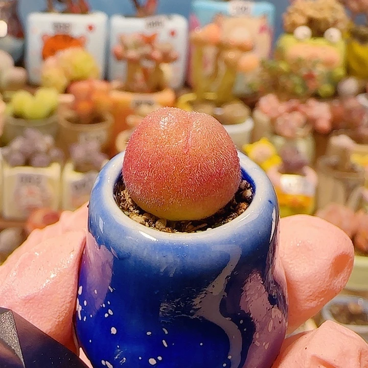 T可爱小毛翠盆口2cm