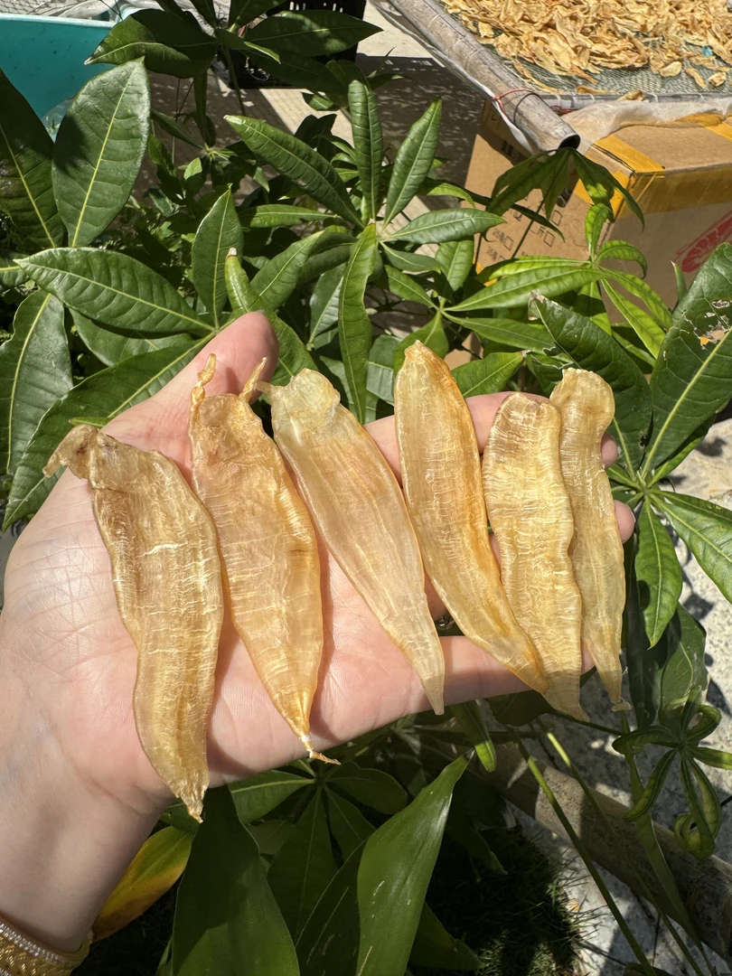 惠来神泉 永太海产品 小金龙鱼胶 500g  一斤130-140头