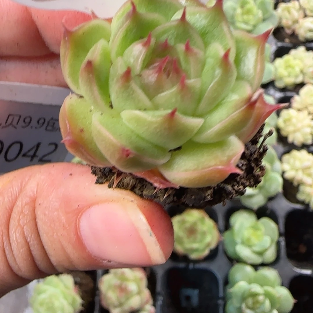 41号 海王珍妮 量拍植物小一公分左右介意勿拍