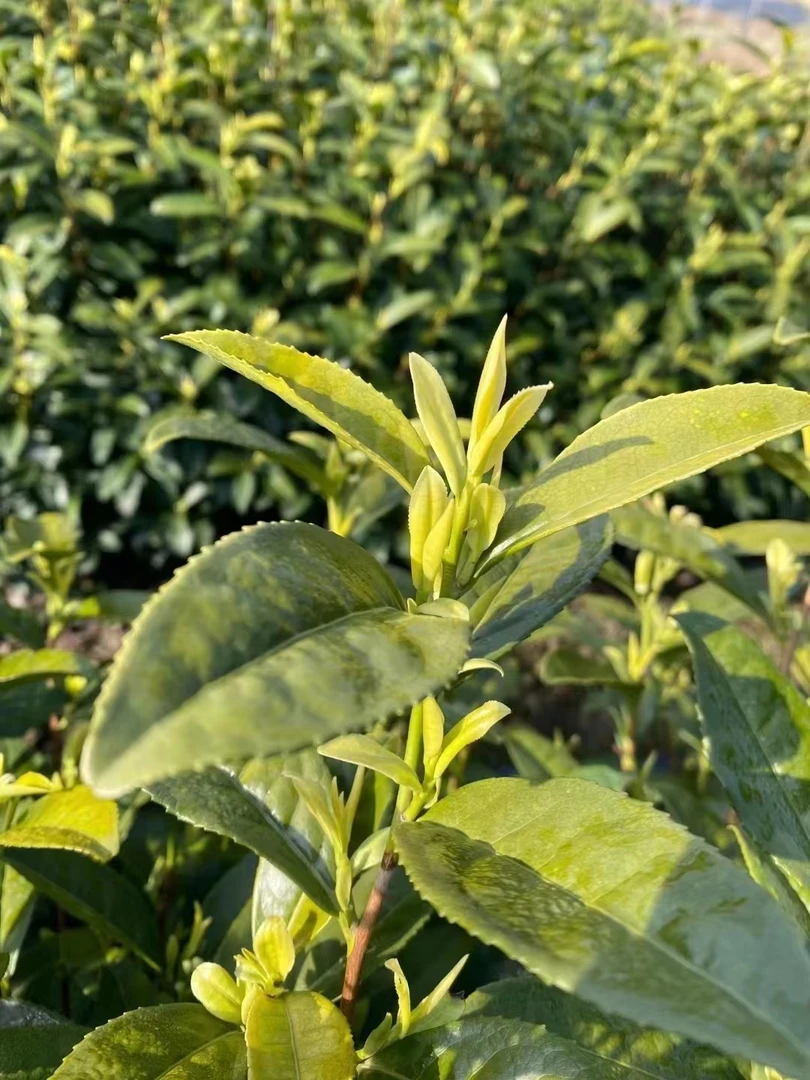 【2025年新茶】 安吉原产地昆铜金香玉  春茶 明前茶 花果蜜香