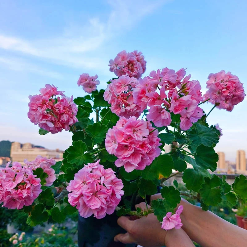 天竺葵苗多年生大花爆花阳台花卉室外庭院易活好养盆栽枫叶天竺葵