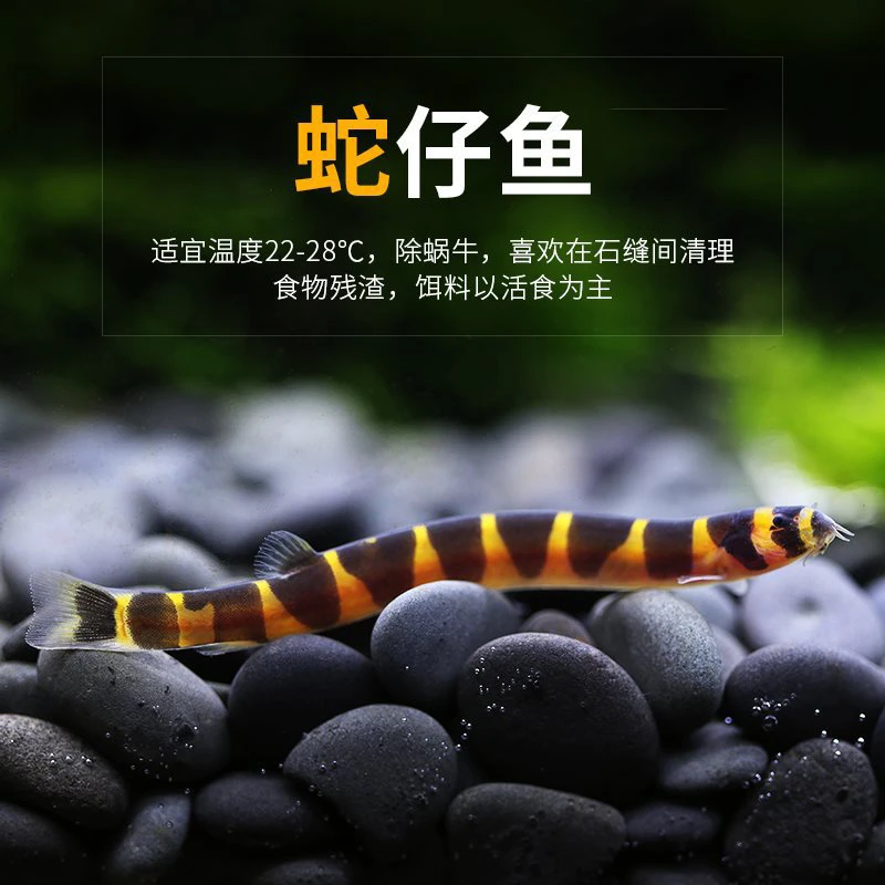 蛇仔鱼淡水观赏鱼苦力泥鳅蛇仔鳅易养耐活清洁底沙小清道夫
