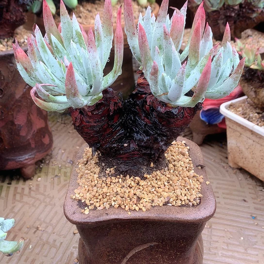 9007海瑟仙女杯多肉