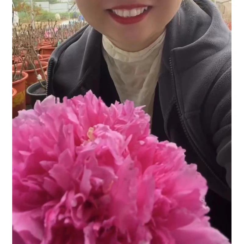 （紫罗兰）品种牡丹春秋两季开花带盆带土盆栽洛阳发货顺丰包邮