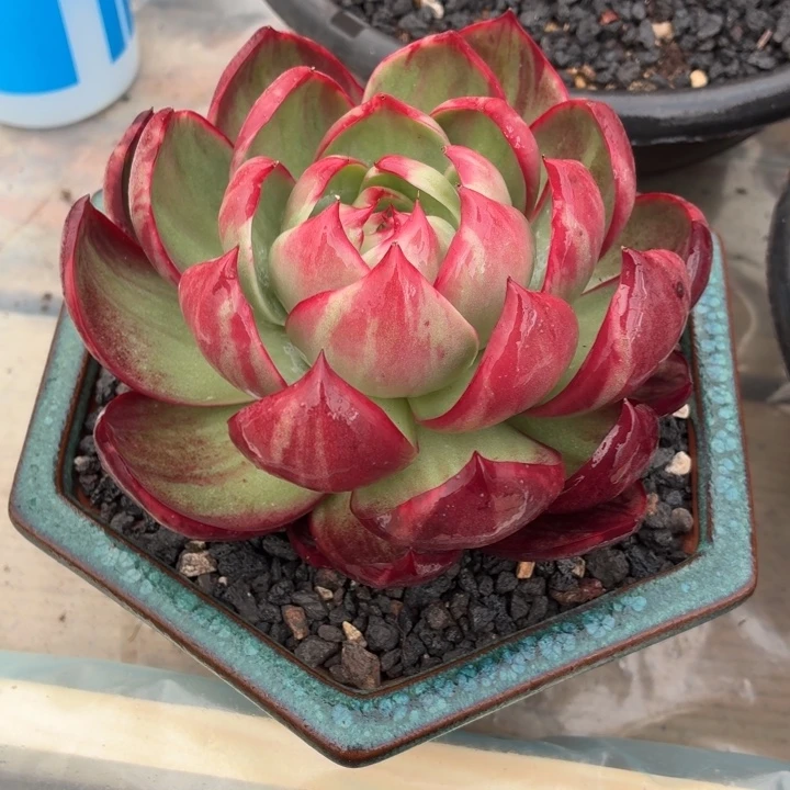 多肉植物惊鸿福利