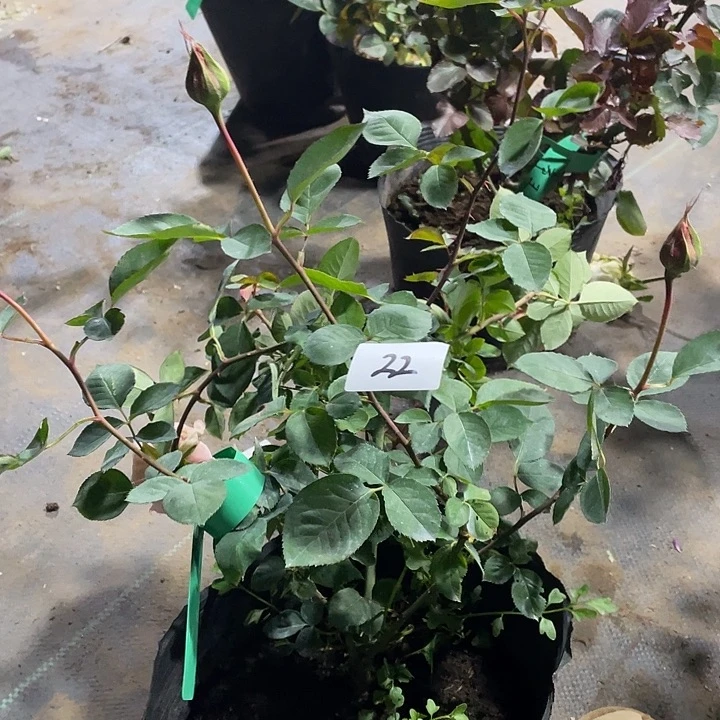 当前无花朵，栽培后可花朵22戴维