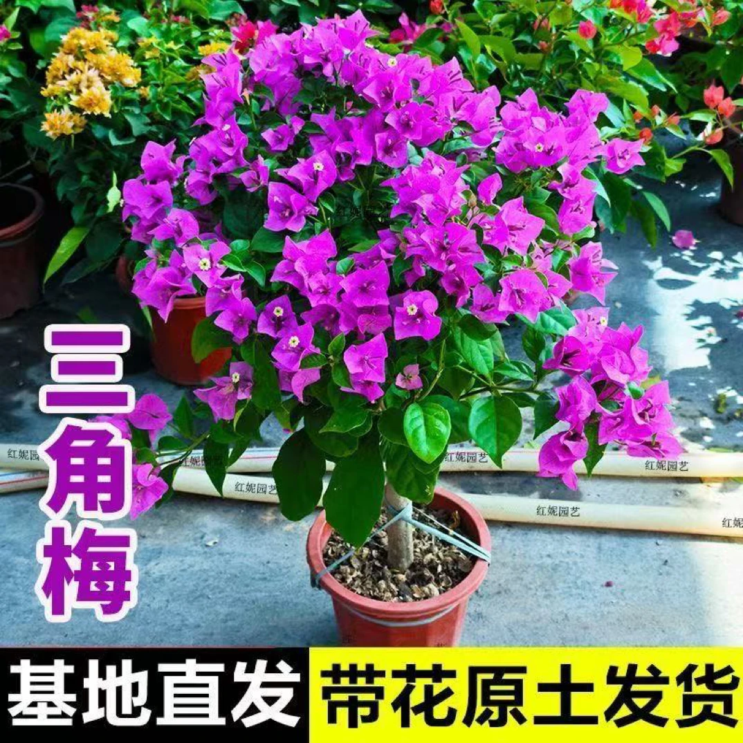 a三角梅老桩盆栽勤开花阳台带花爬藤花（运输掉花叶介意勿拍）原盆