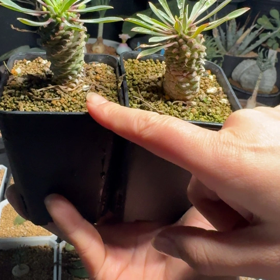 星*铁甲麒麟一物一拍多肉