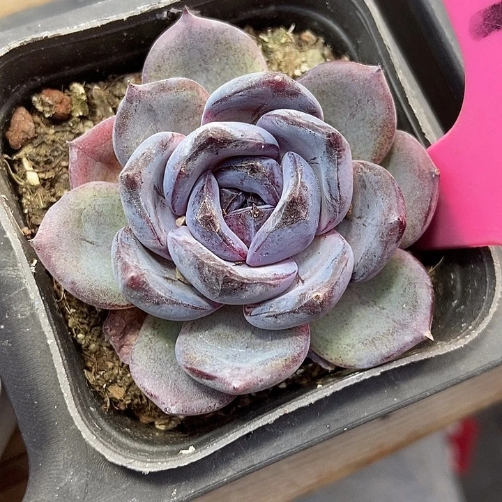 多肉植物黑橙125多肉