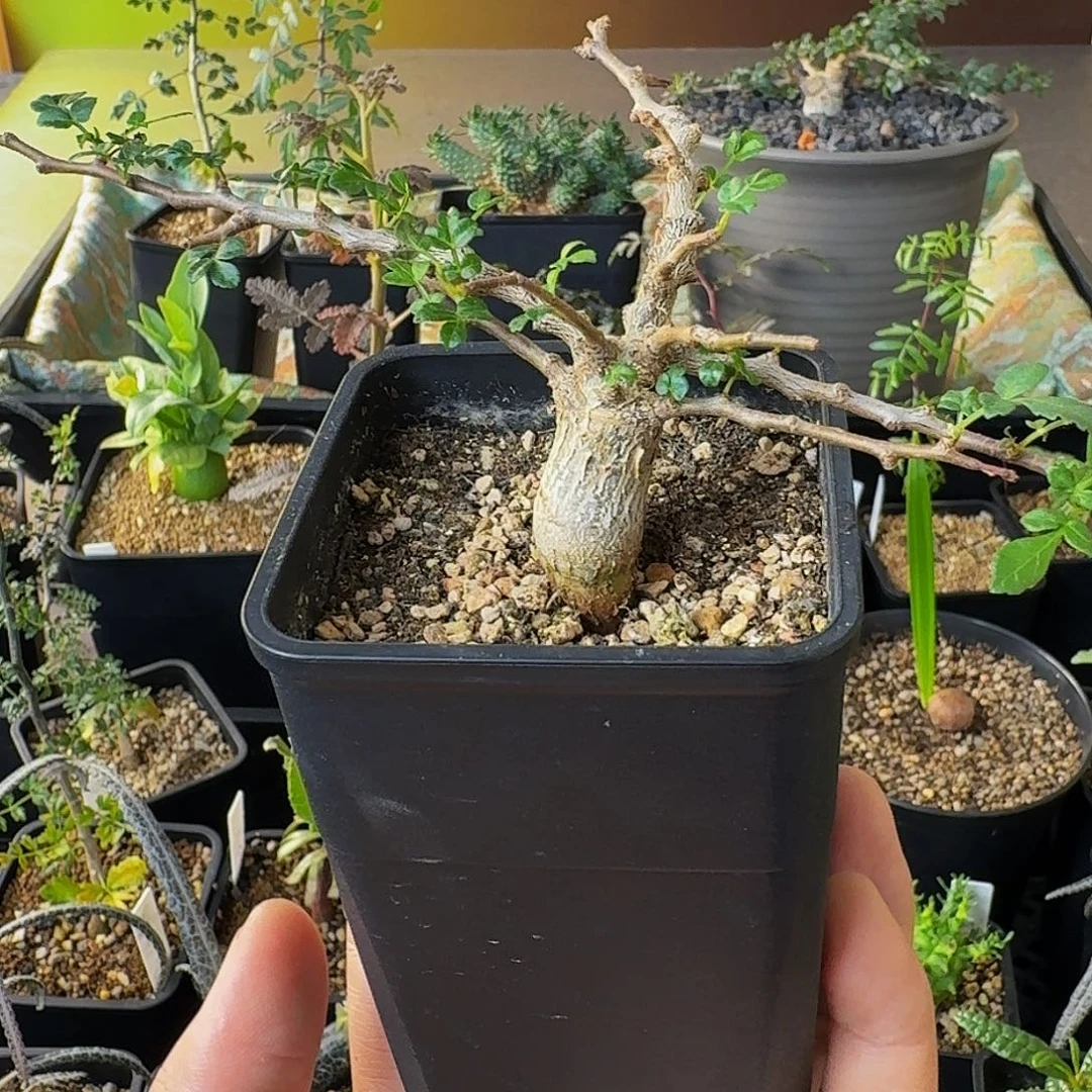 实生念珠橄榄顺丰空运包邮