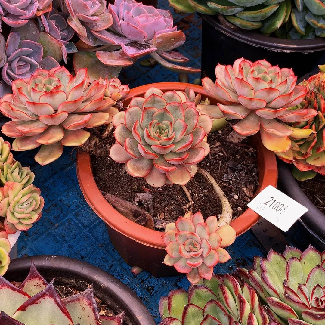 卡***林冰红茶21005多肉多肉