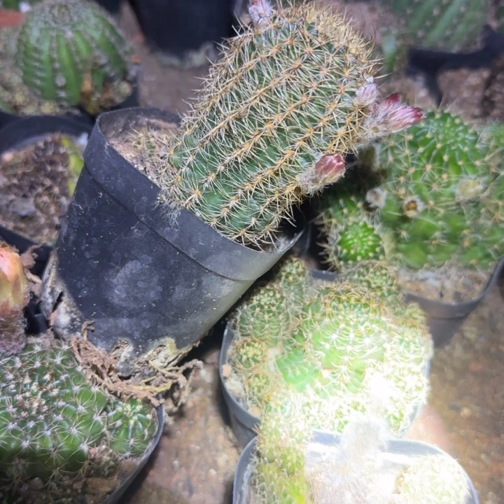 无花朵卷*花花花花花花花花