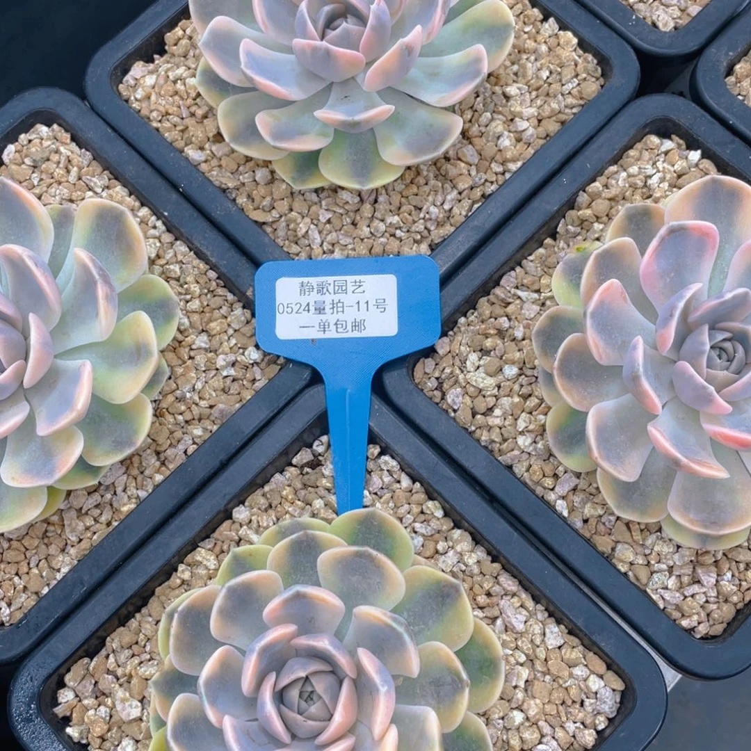 0524-11-汉堡锦大单头一颗