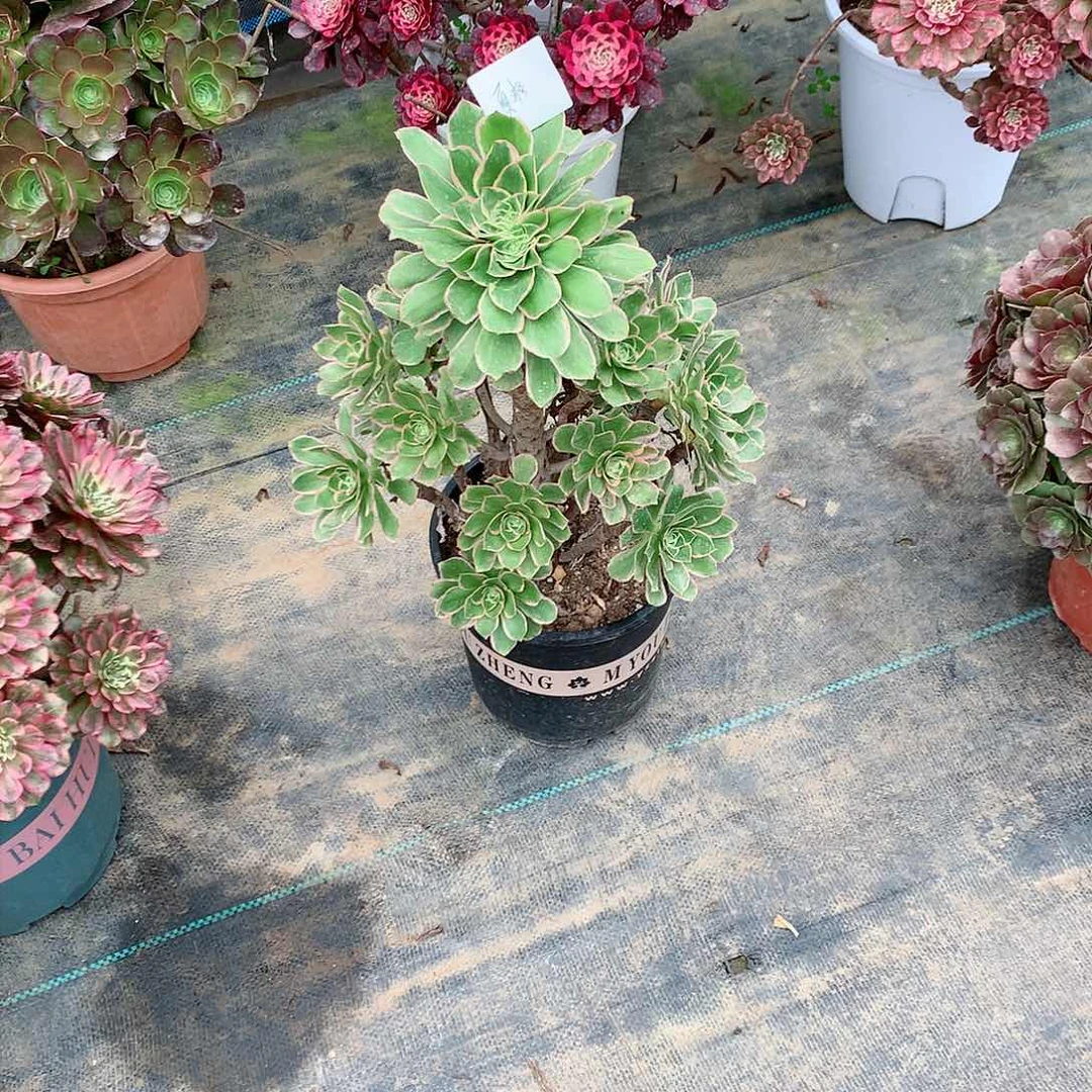 【闪购商品】夏*绿玫瑰，多肉