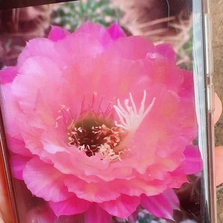 毛花柱273带根   15公分左右   瑕疵