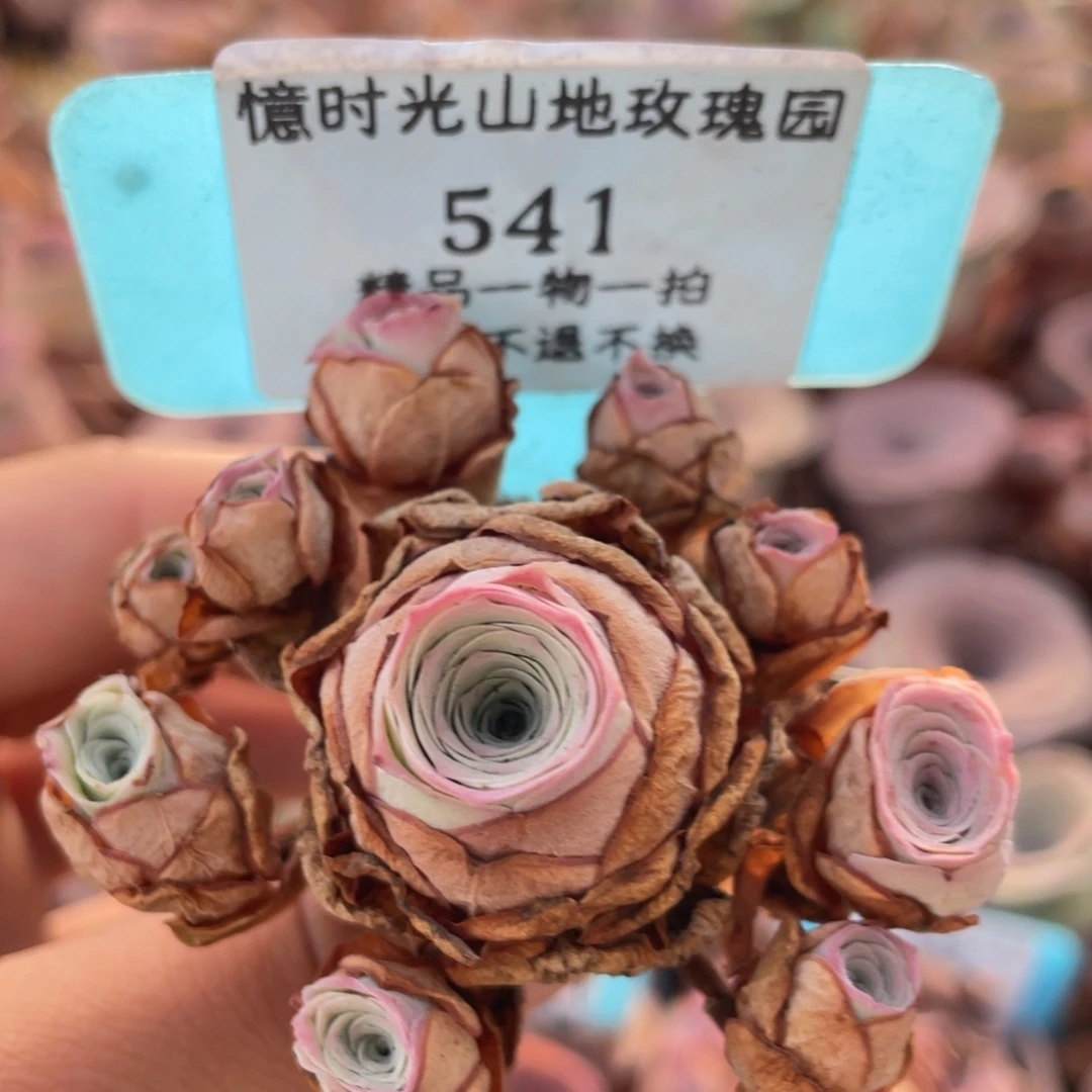 山地玫瑰541断枝不包损不售后
