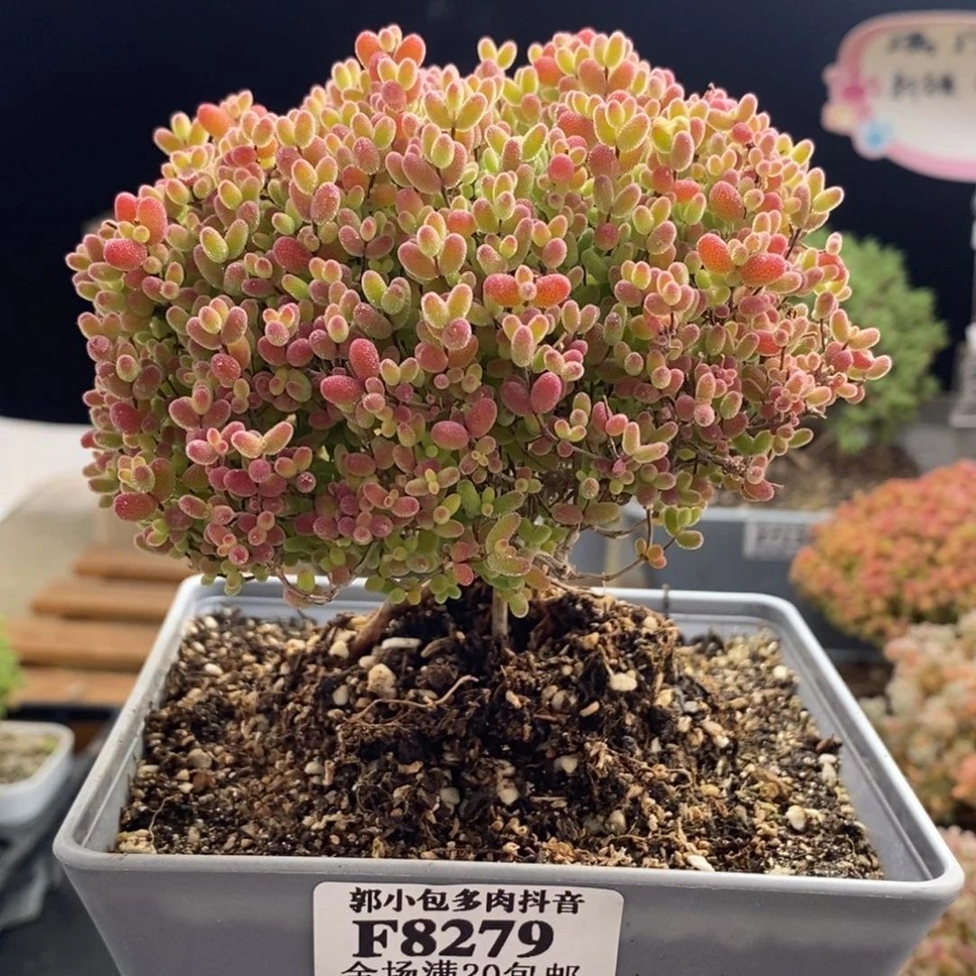 捡漏蜜橘糖球8279
