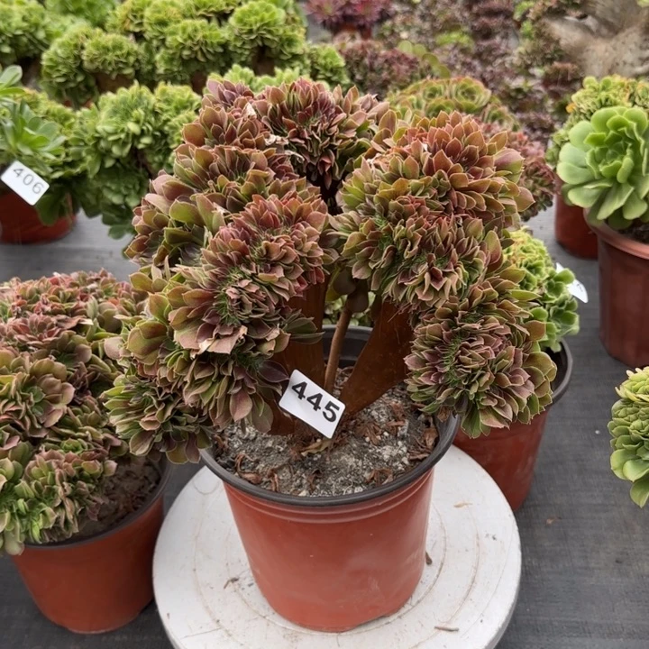 秀***2多肉植物玫瑰缀445