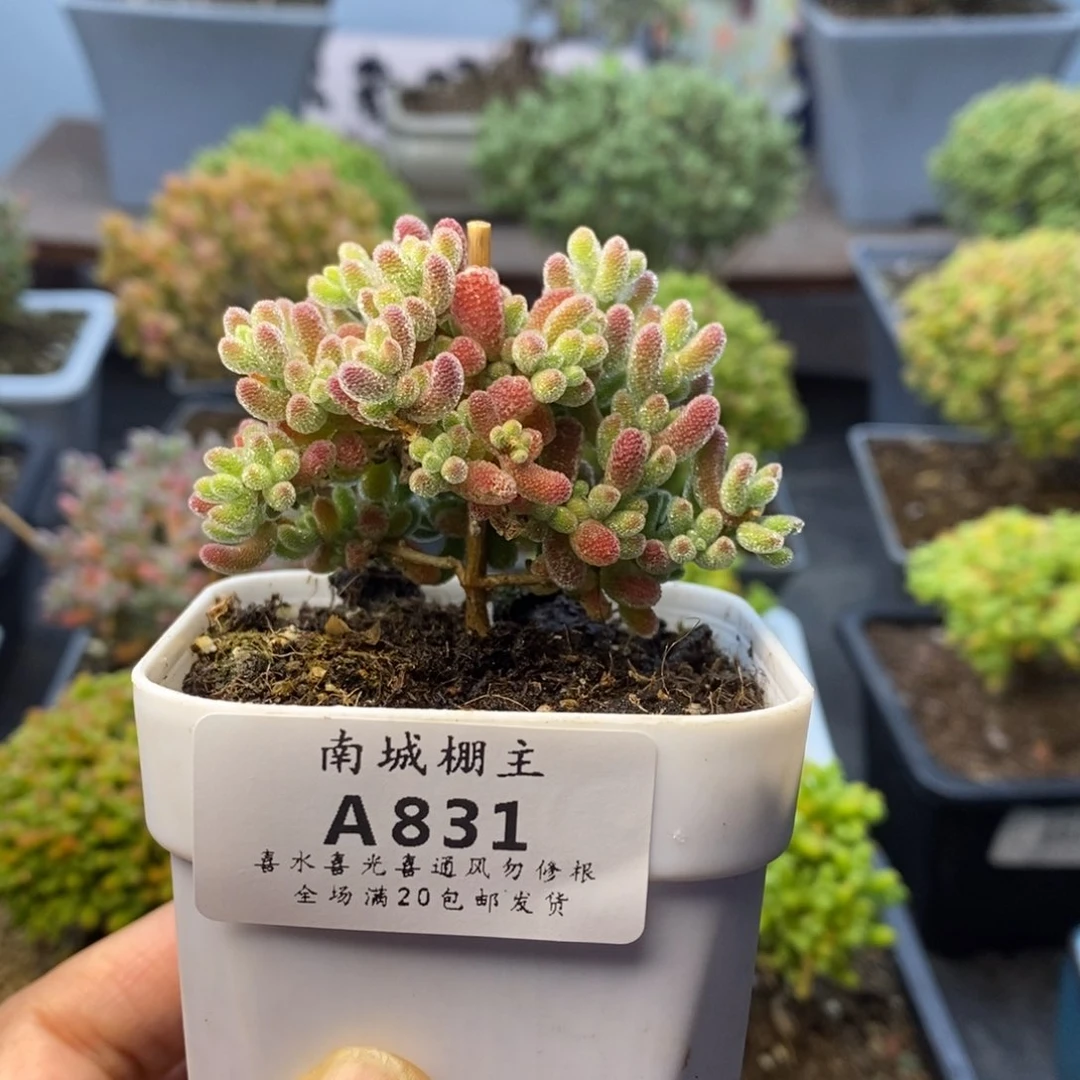 831优选冰晶枝干番杏
