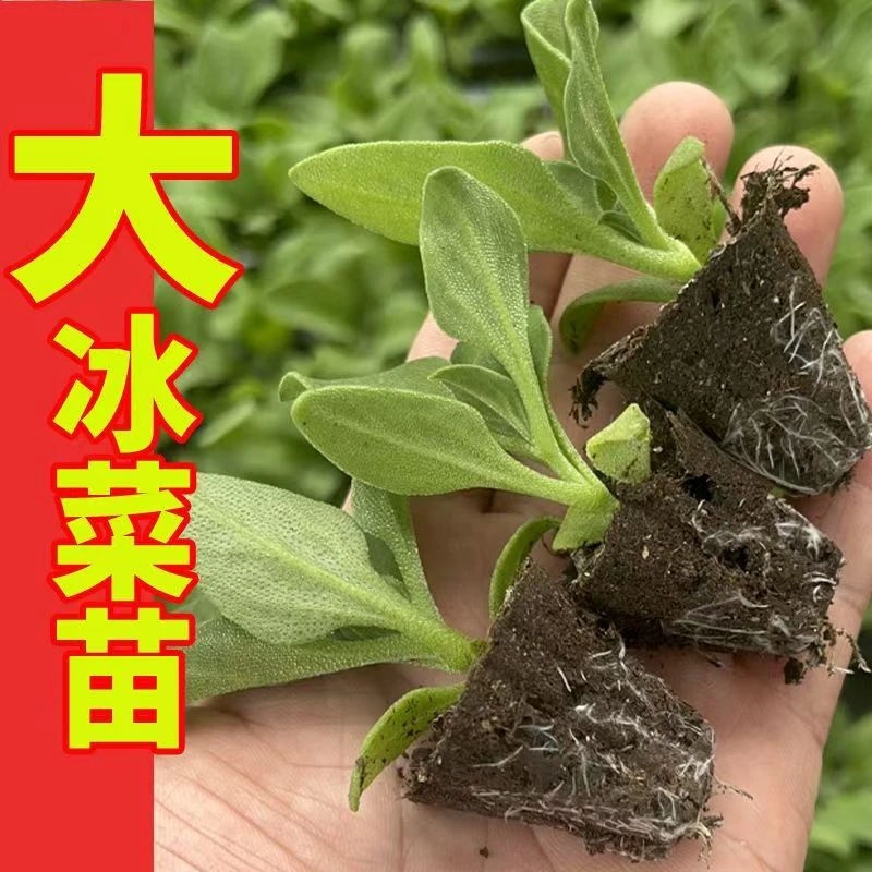 正宗冰菜苗幼苗带土蔬菜苗耐寒冰草种子四季盆栽阳台水晶秧苗