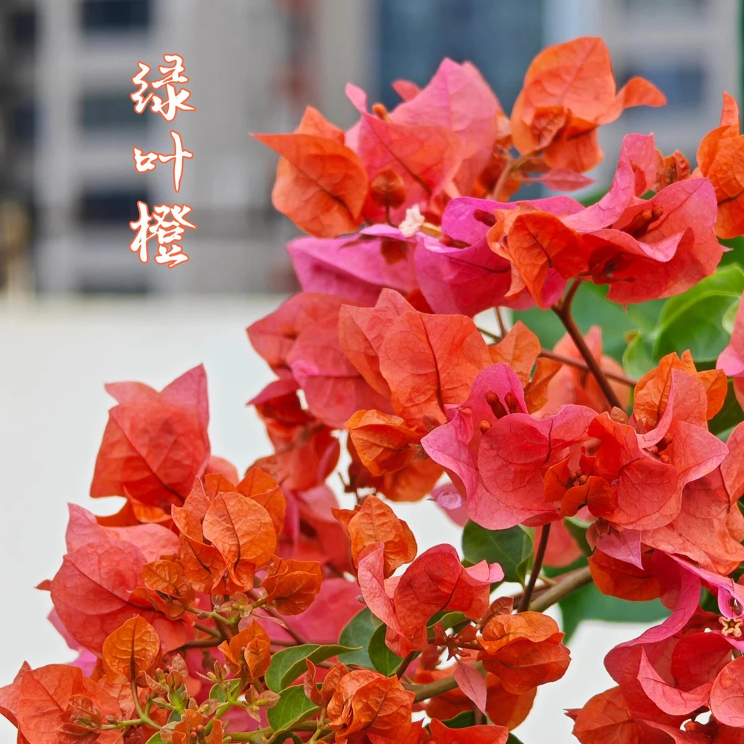 绿叶橙 渐变色盆栽地栽花卉绿植不带花
