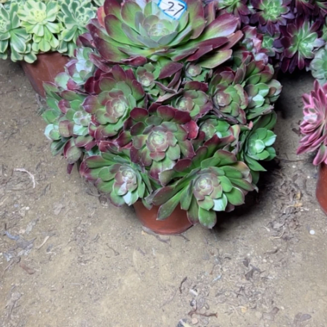 【闪购商品】?****多肉植物美贵27