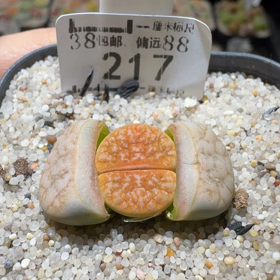 Sss新年福利啦217