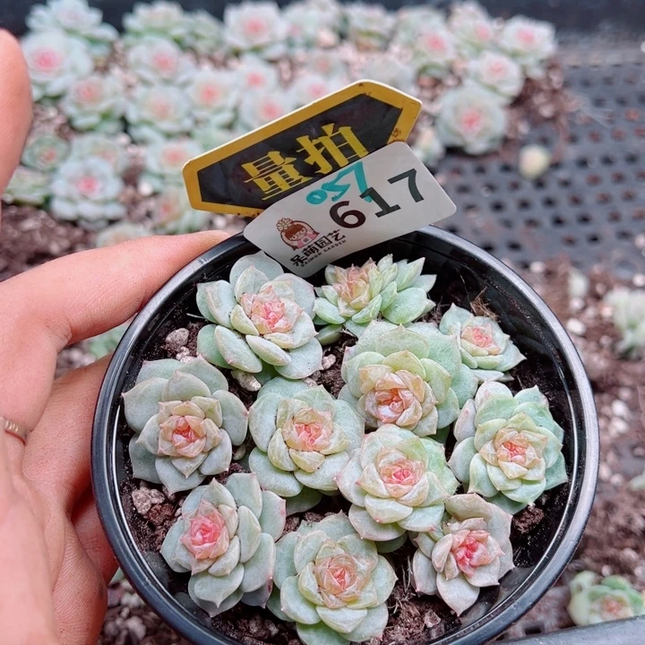 多肉植物多肉植物