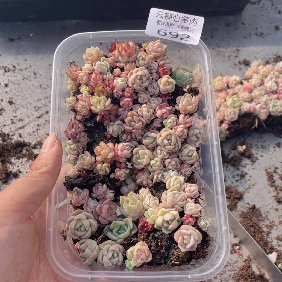云糖心多肉植物692