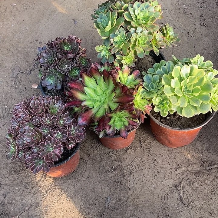 980多肉植物组合，