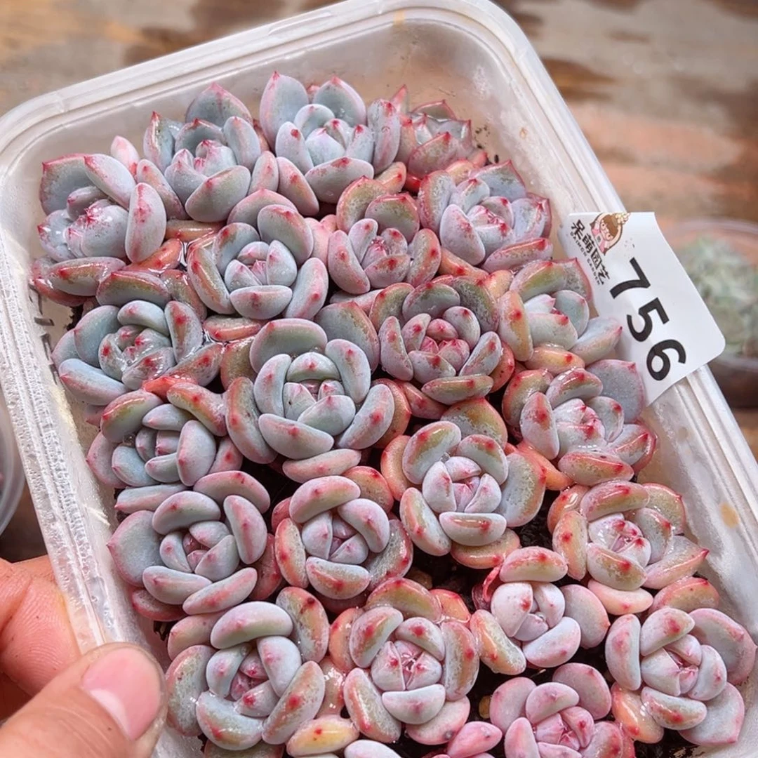 多肉植物多肉植物