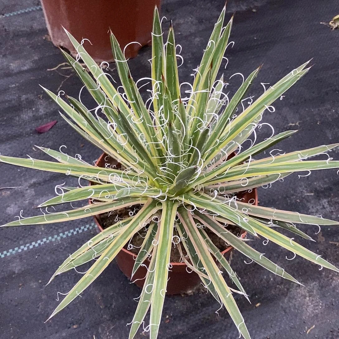 龙之白丝锦一物一拍