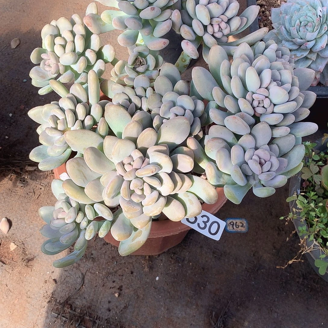 630美人手指 一物一拍多肉